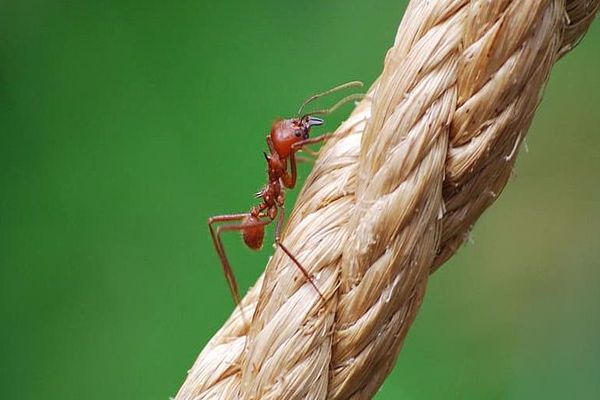 اين يعيش النمل المقاتل