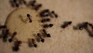 حياة النمل الجماعية