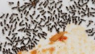 علاج قرصة النمل الأسود الصغير