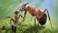قصة النملة والادارة