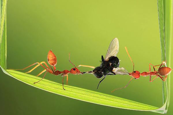قصة تعاون النمل