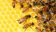 صفات النمل والنحل