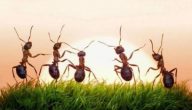 معلومات عن النمل للاطفال
