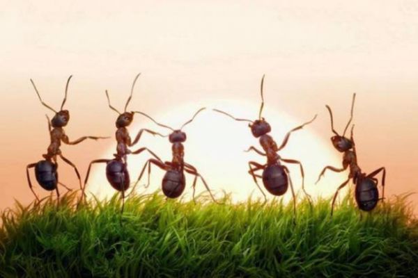معلومات عن النمل للاطفال
