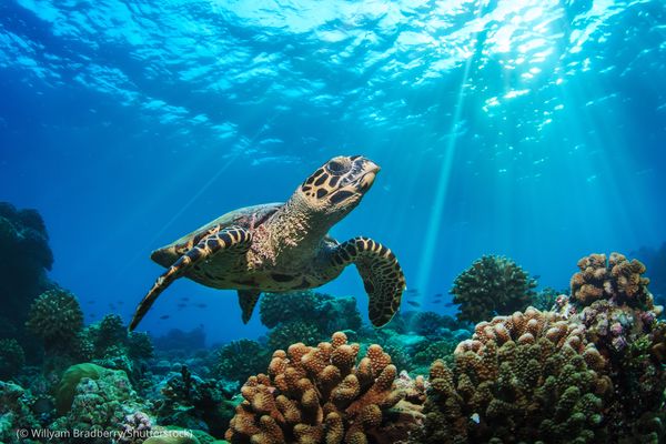 أهمية السلاحف البحرية