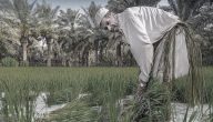 مشاكل الزراعة في العراق