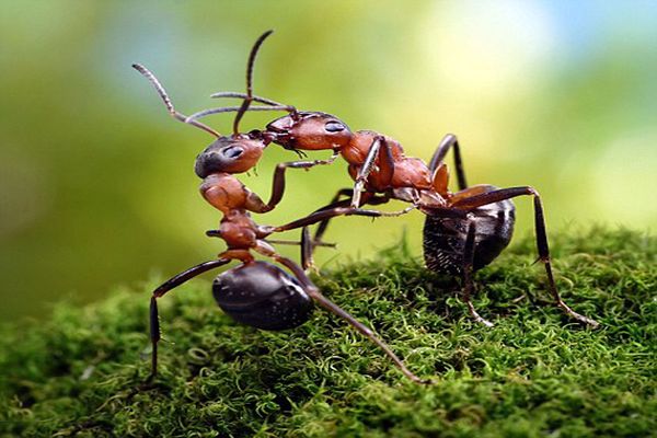معلومات غريبة عن النمل