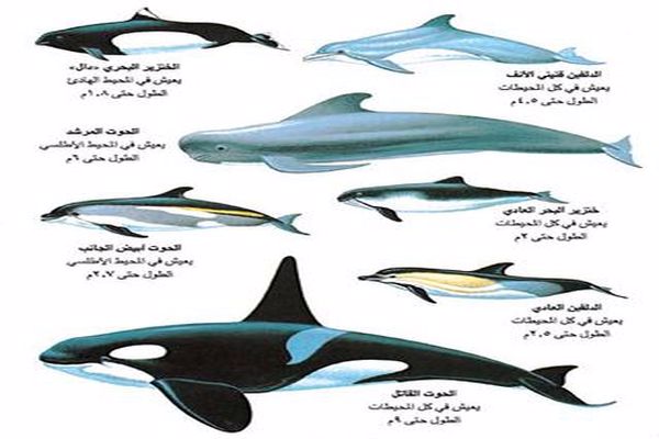 انواع الحيتان بالصور
