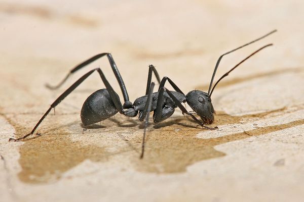 أضرار النمل الأسود