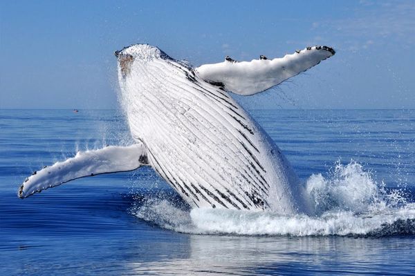 أشرس أنواع الحيتان