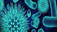 تعريف البكتيريا وانواعها