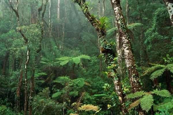 أخطر غابات العالم