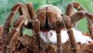أكبر عنكبوت في التاريخ