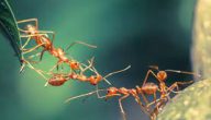 كيف يعيش النمل
