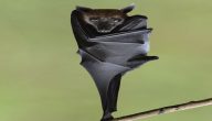 معلومات غريبة عن الخفاش