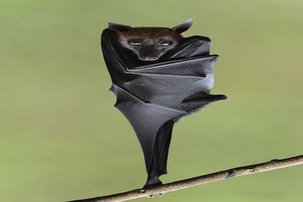 معلومات غريبة عن الخفاش