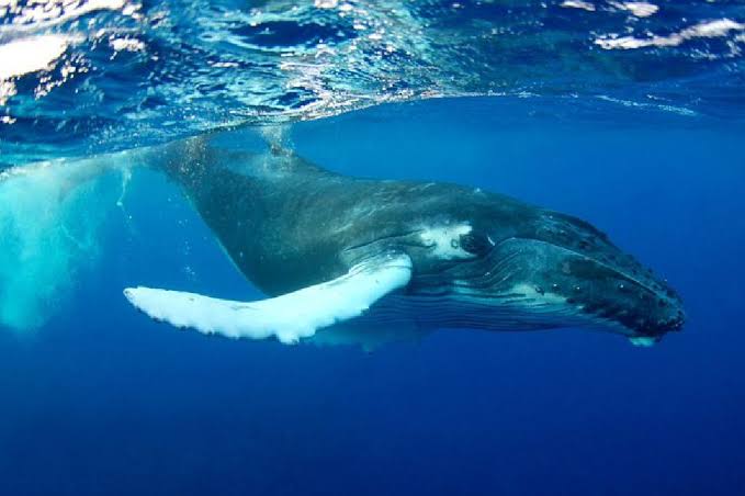 اخطر انواع الحيتان