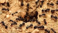 أضرار النمل
