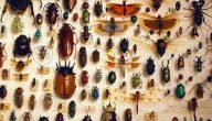 ما هي الحشرات المسالمة