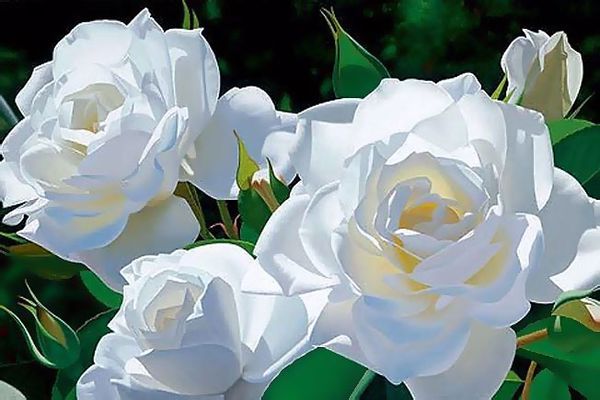 أسماء الزهور البيضاء