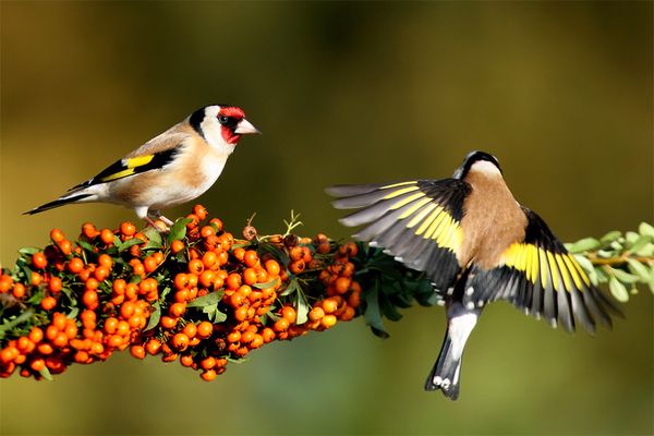اجمل الطيور في العالم بالصور