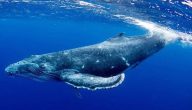 معلومات غريبة عن الحوت الأزرق