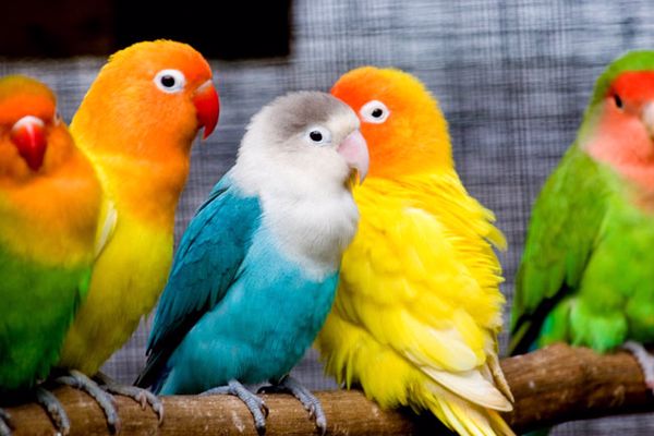 اجمل العصافير الملونة