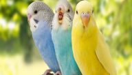 خصائص الطيور للاطفال