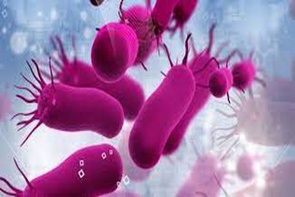 أنواع البكتيريا واشكالها