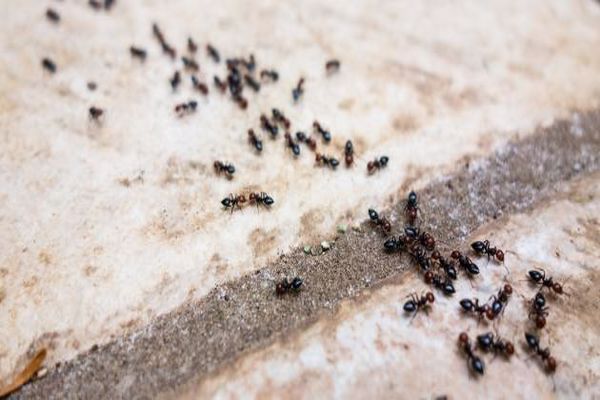 أضرار النمل في المنزل