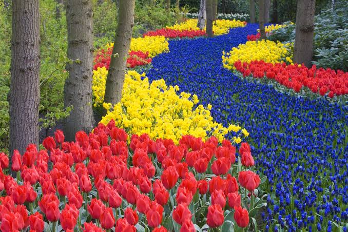أسماء الزهور الهولندية