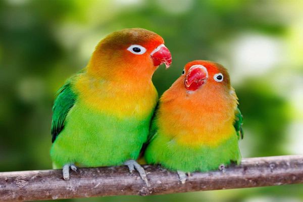 اجمل عصافير الحب