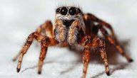 اخطر 10 عناكب في العالم