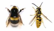 الفرق بين لسعة النحلة والدبور
