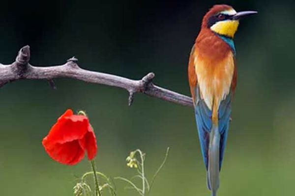 أجمل الطيور البرية