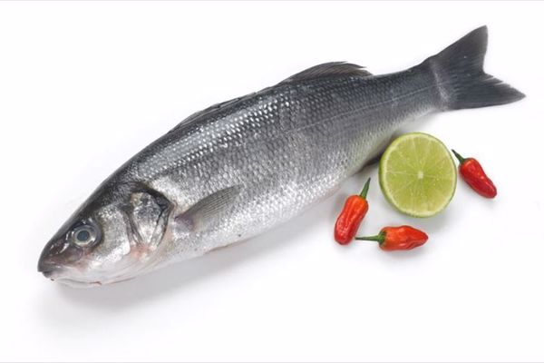 الفرق بين سمك القاروص والسيباس