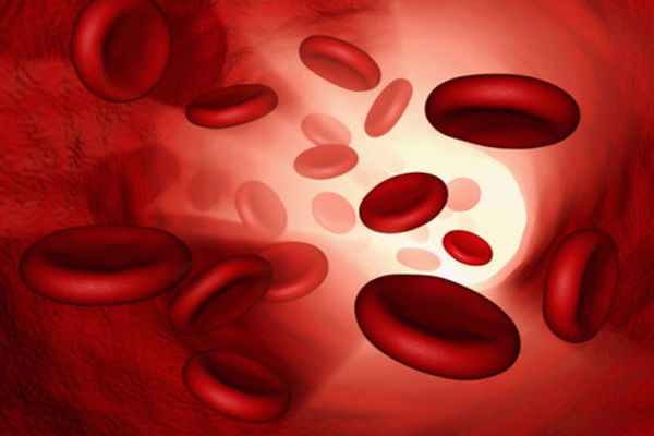 لماذا لا تنقسم خلايا الدم الحمراء