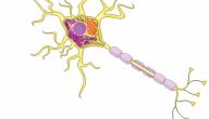 كيف تنقسم الخلية العصبية