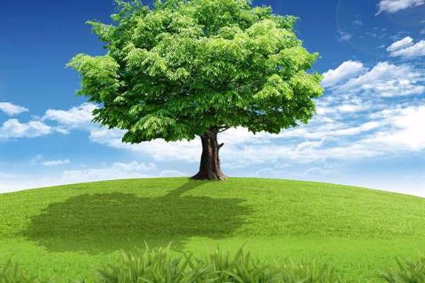 أهمية الأشجار في البيئة