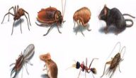 أنواع الحشرات الزاحفة المنزلية