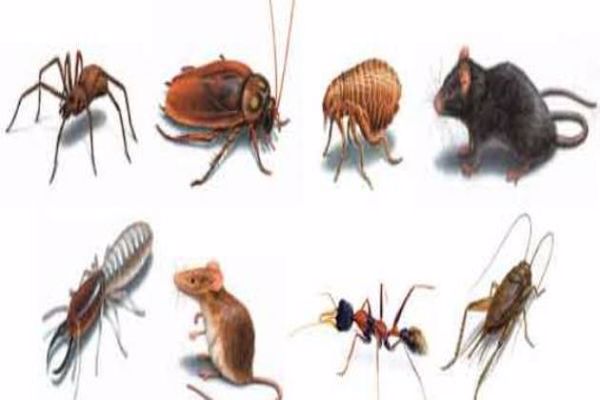 أنواع الحشرات الزاحفة المنزلية