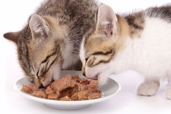 ماهو طعام القطط