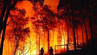 أسباب حرائق الغابات