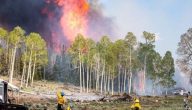 كيفية المحافظة على الغابات من الحرائق