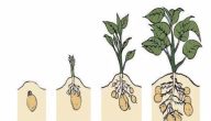 مراحل نمو النبات