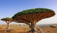 فوائد شجرة دم الأخوين في اليمن