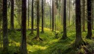 لماذا يجب المحافظة على الغابات