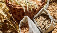 فوائد القمح والشعير