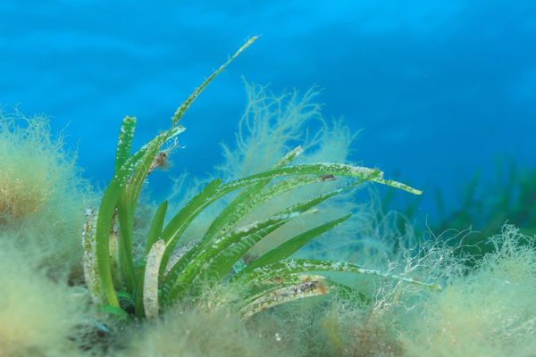 أنواع الطحالب البحرية
