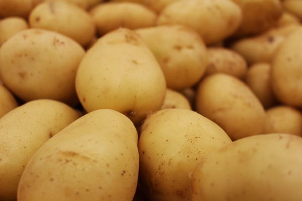 أنواع البطاطس